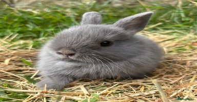 Netherland Dwarf rabbits - Advert 4