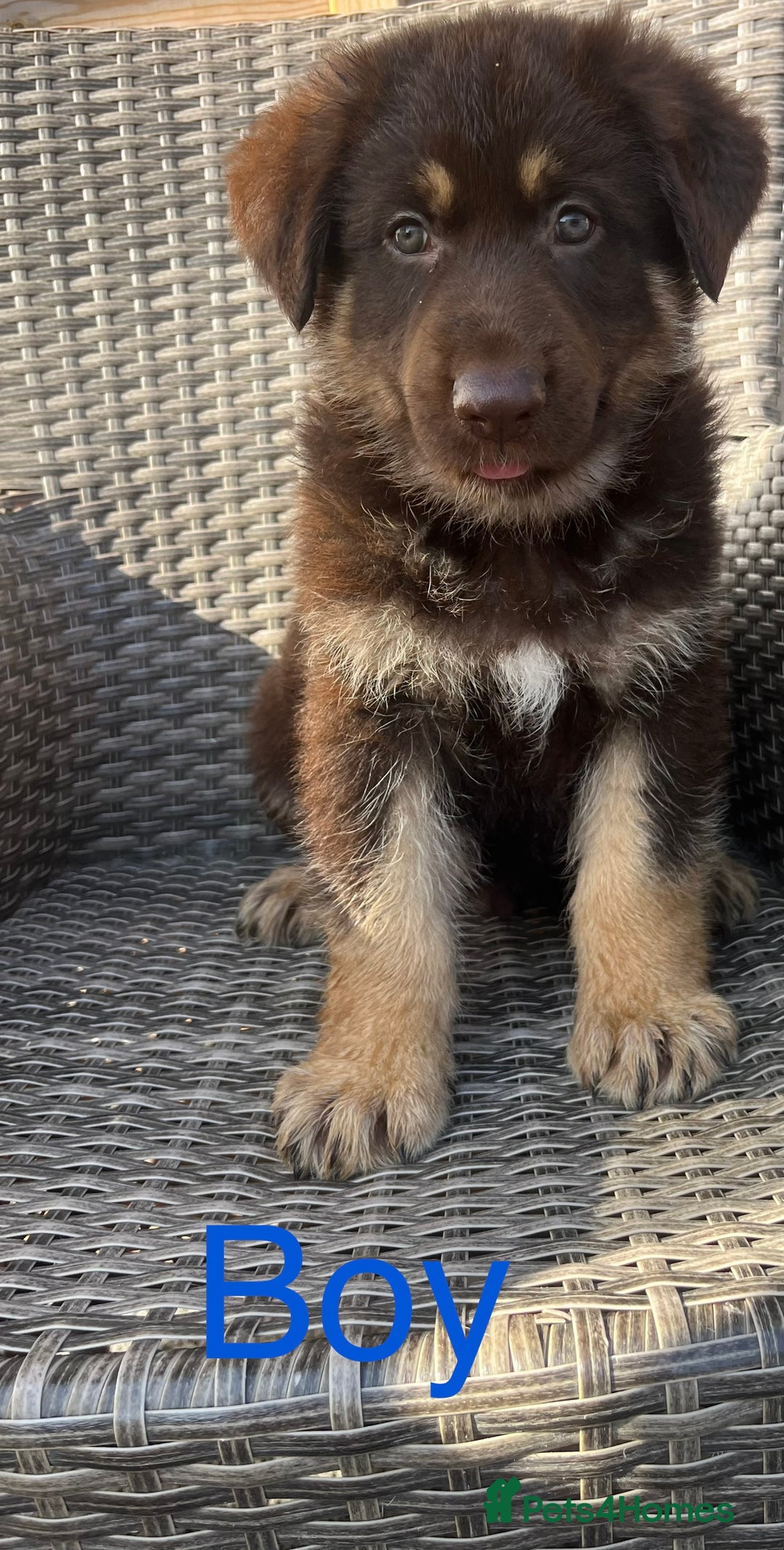 German Shepherd dogs for sale: READY NOW true to type German Shepard puppies  - Image 3