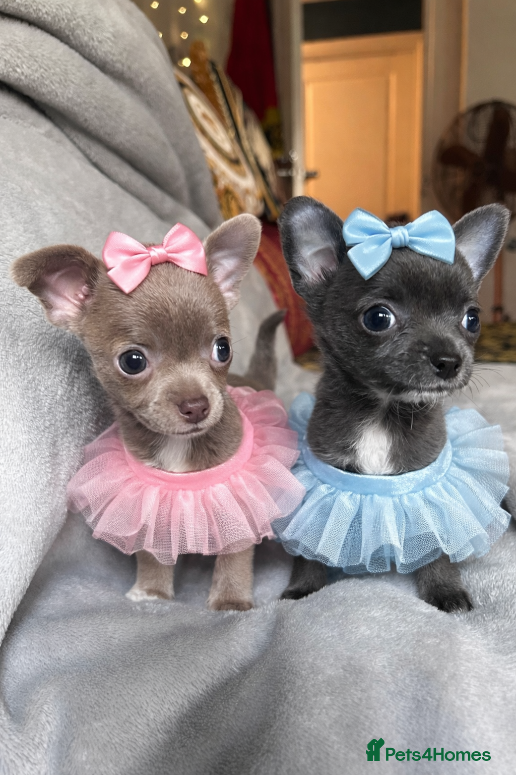 Chihuahua dogs READY NEXT WEEK 1 blue 1 lilac girl KC REG - Advert 11