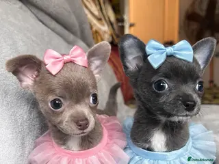 Chihuahua dogs READY NEXT WEEK 1 blue 1 lilac girl KC REG - Advert 11