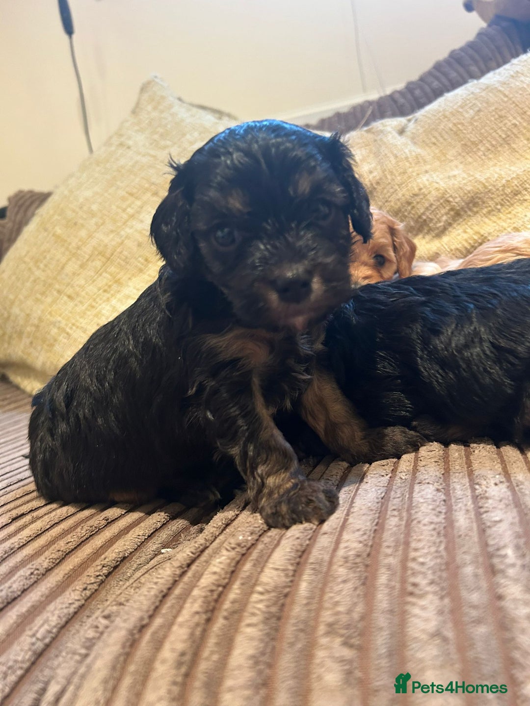 Cavapoo dogs for sale: Beautiful fully DNA tested Cavapoo's  - Image 20