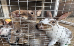 Rex rabbits for sale: *only 3 left* Mini rex x READY WEDNESDAY! 🐰  in Alfreton - Image 6