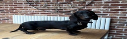 Miniature Dachshund dogs for stud: Rare KC Reg & Health Tested Miniature Dachshund in Rotherham - Advert 22
