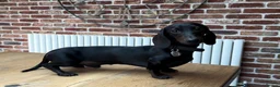 Miniature Dachshund dogs for stud: Rare KC Reg & Health Tested Miniature Dachshund in Rotherham - Advert 22