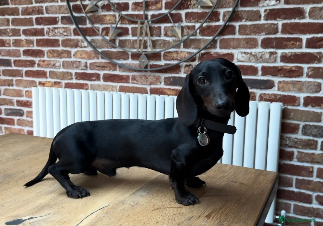 Miniature Dachshund dogs for stud: Rare KC Reg & Health Tested Miniature Dachshund in Rotherham - Advert 22