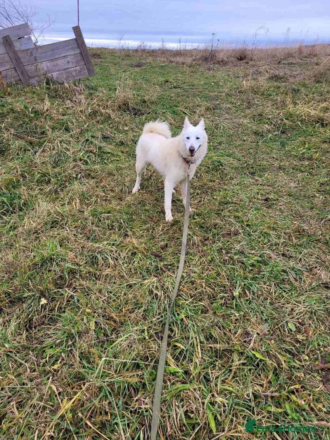 Mixed Breed dogs for adoption: 🐶💖 BARBIE 💖🐶 - Advert 8