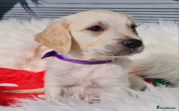Golden Retriever dogs for sale: Stunning Golden Retriever puppies  - Image 24