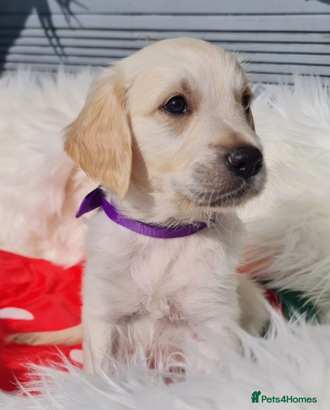 Golden Retriever dogs for sale: Stunning Golden Retriever puppies  - Image 24
