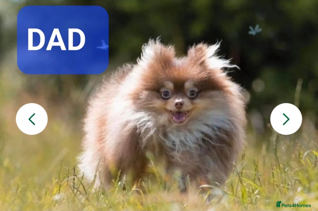 Pomeranian dogs for sale: Solid chocolate KC female  - Image 2