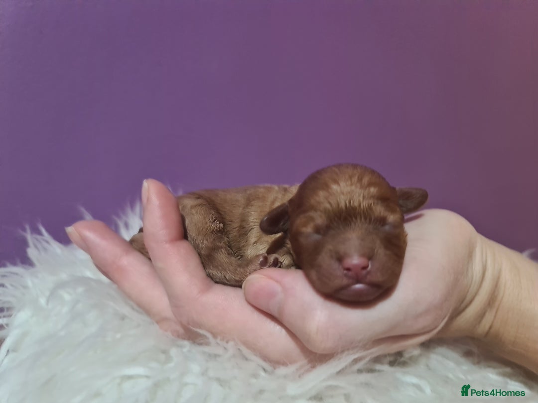 Toy Poodle dogs for sale: Beautiful toy poodle  - Advert 13