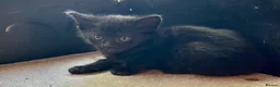 Bombay cats for sale: Bombay Kittens – 3 Boys & 3 Girls Available  - Advert 6