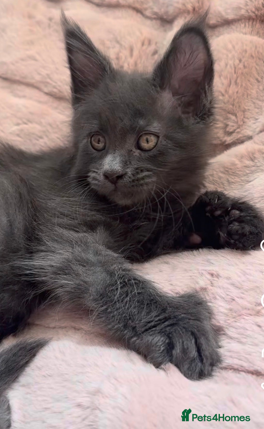 Maine Coon cats Xl Maine coon kittens  - Advert 1