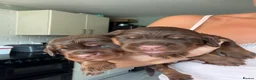 Sprocker dogs for sale: Beautiful Sprocker puppies  - Advert 6