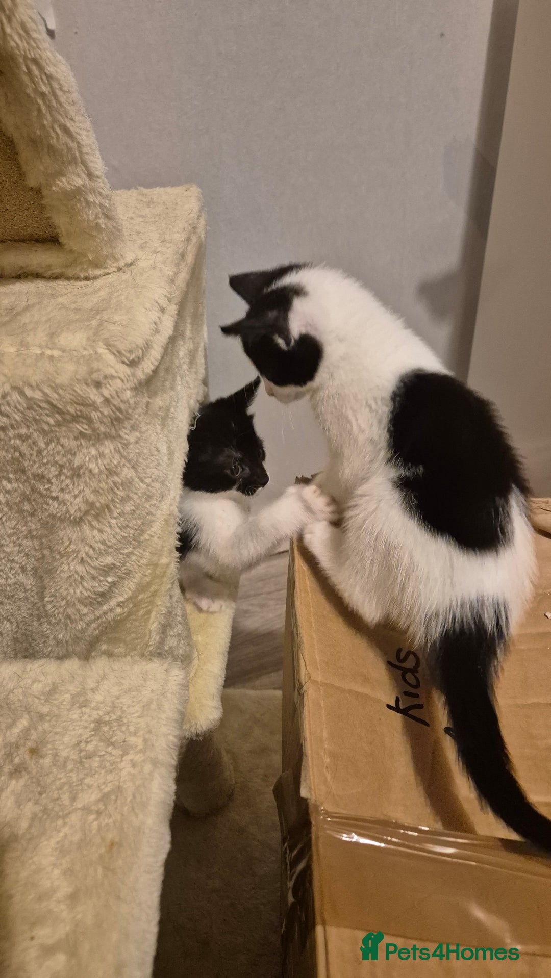 Mixed Breed cats for sale: 2 female kittens available and ready to leave  - Advert 4