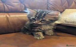 Mixed Breed cats for sale: Adorable Kittens - Image 2