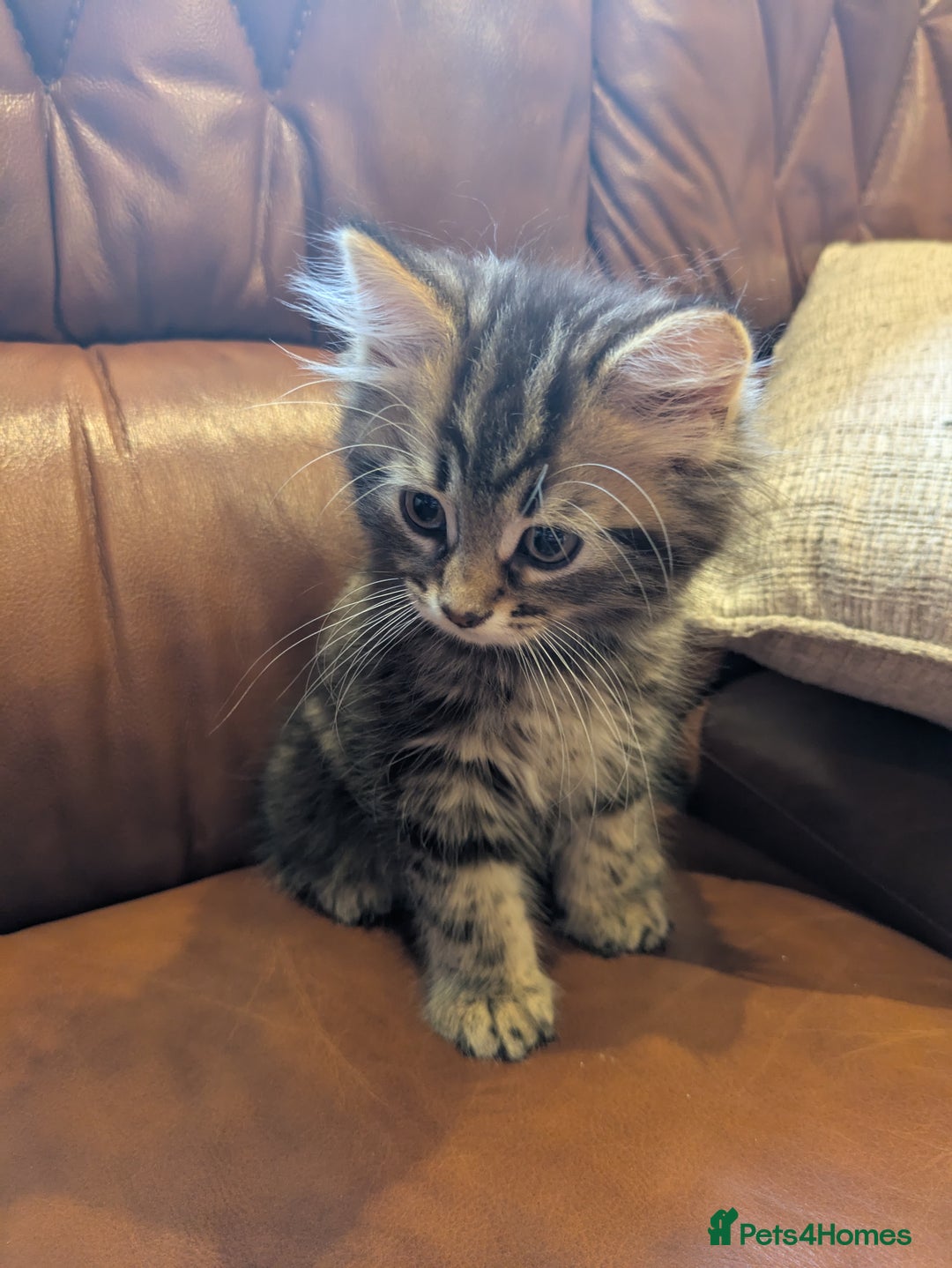 Mixed Breed cats for sale: Adorable Kittens - Image 2