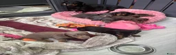 Miniature Dachshund dogs for sale: Stunning KC Miniature Dachshund Last 3 - Advert 16