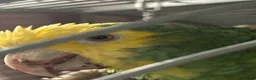 Parrots birds for sale: Double yellow headed Amazon  - Advert 2