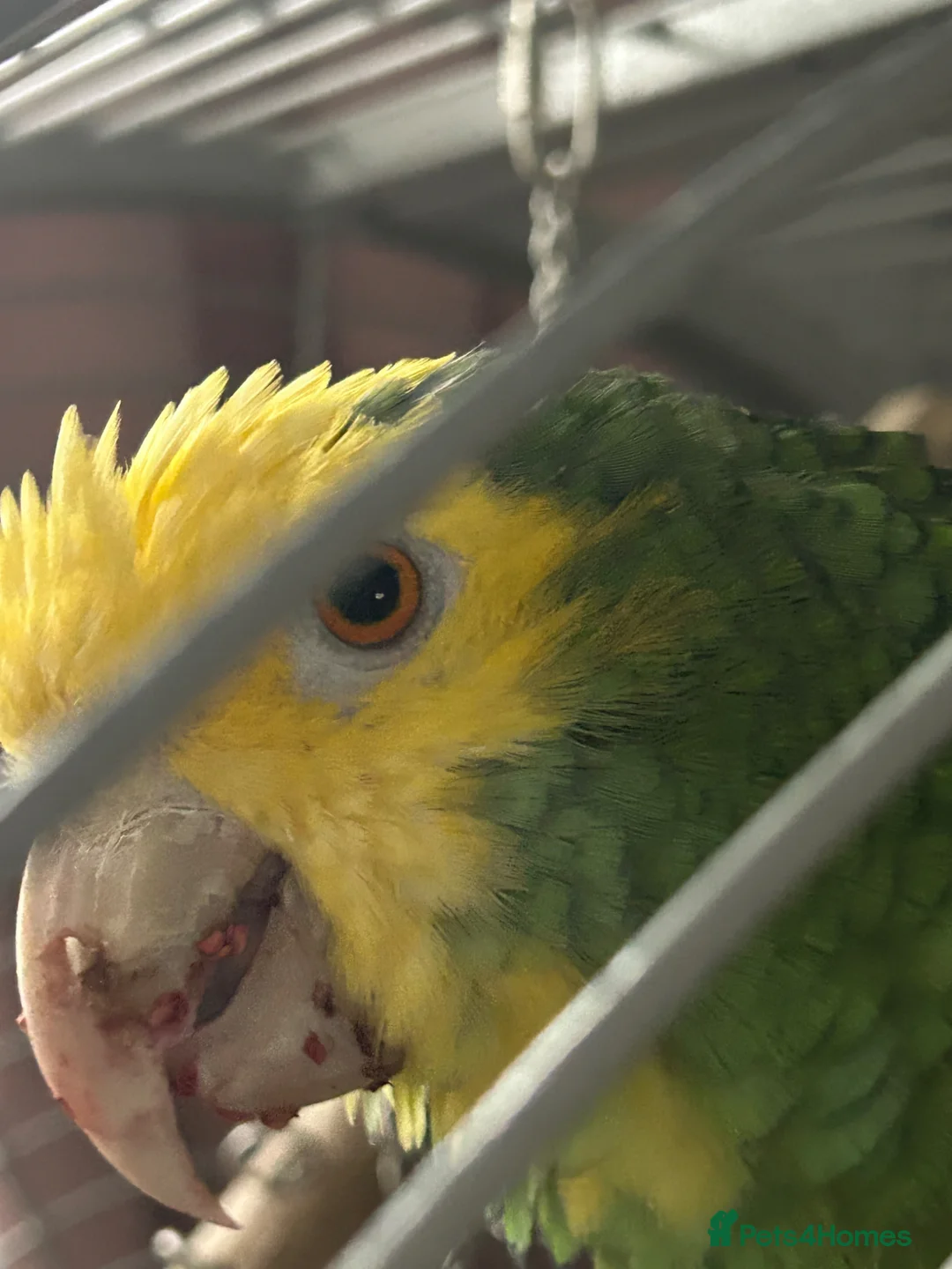 Parrots birds for sale: Double yellow headed Amazon  - Advert 2