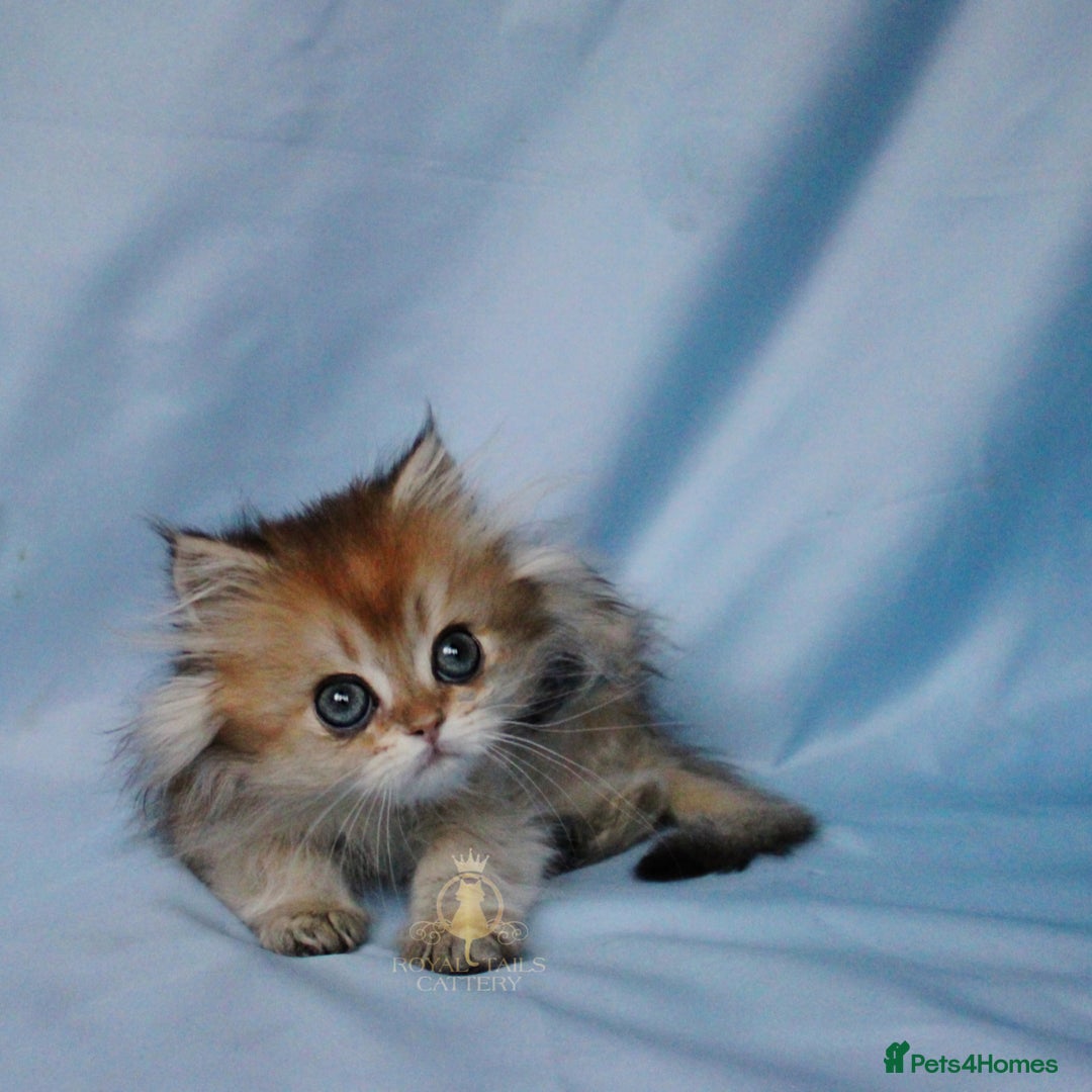 British Longhair cats for sale: British Longhair and Shorthair kittens  - Advert 9