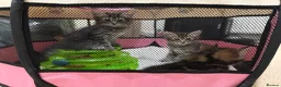 Mixed Breed cats for sale: READY🎉 Soft Fluffy Tabby MaineCoon mixed🐱💕  - Advert 2