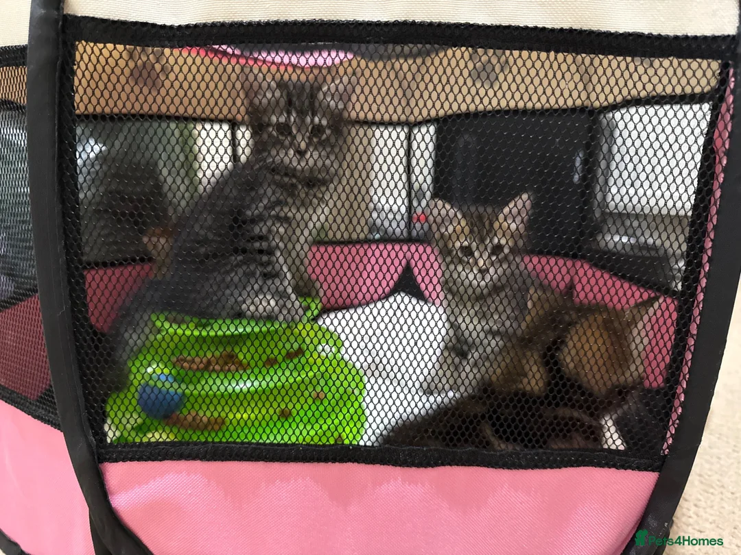 Mixed Breed cats for sale: READY🎉 Soft Fluffy Tabby MaineCoon mixed🐱💕  - Advert 2