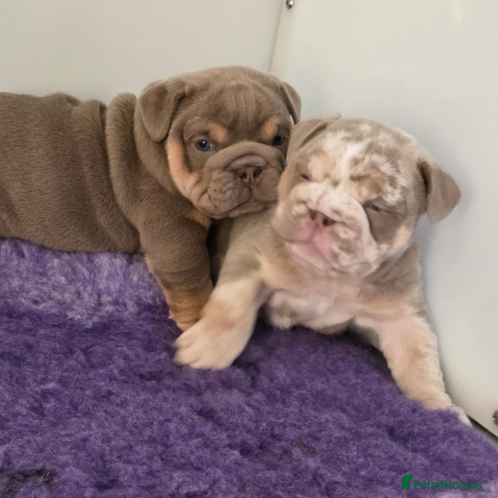 English Bulldog dogs British bulldog pups - Advert 11
