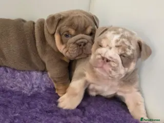 English Bulldog dogs British bulldog pups - Advert 11