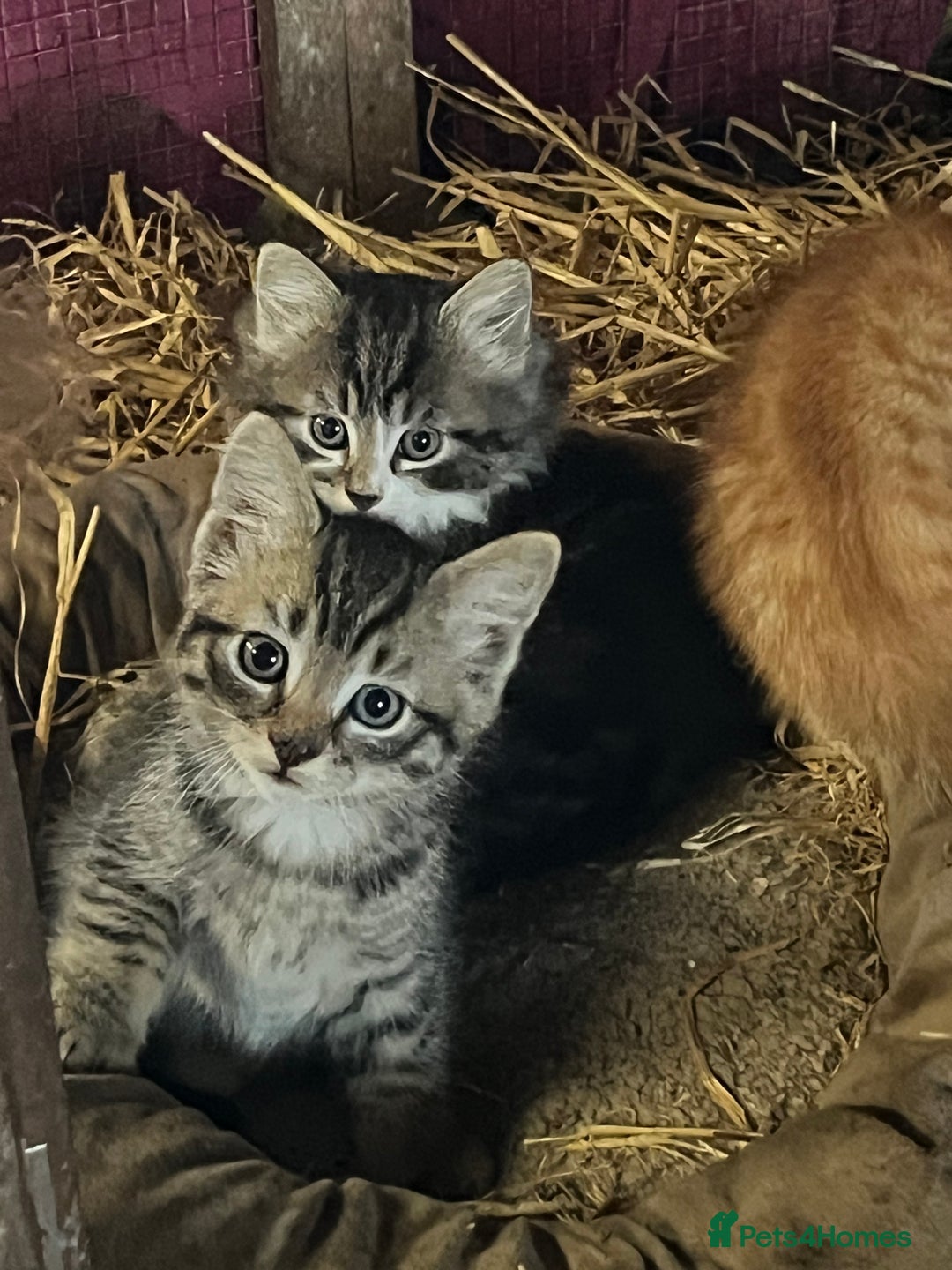 Mixed Breed cats for sale: Kittens ready for new homes  - Image 3