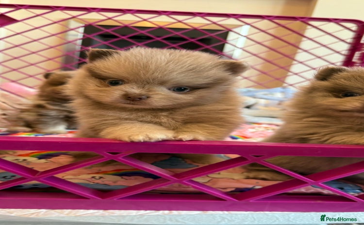 Pomeranian dogs - Advert 3