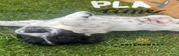 Sprocker dogs for sale: Ready NOW F1b Sprockers Health TESTED - 5* Breeder - Advert 18