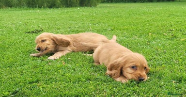 Cocker Spaniel dogs - Advert 15