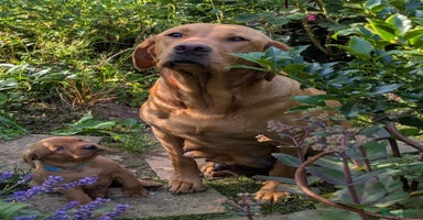 Labrador Retriever dogs - Advert 7