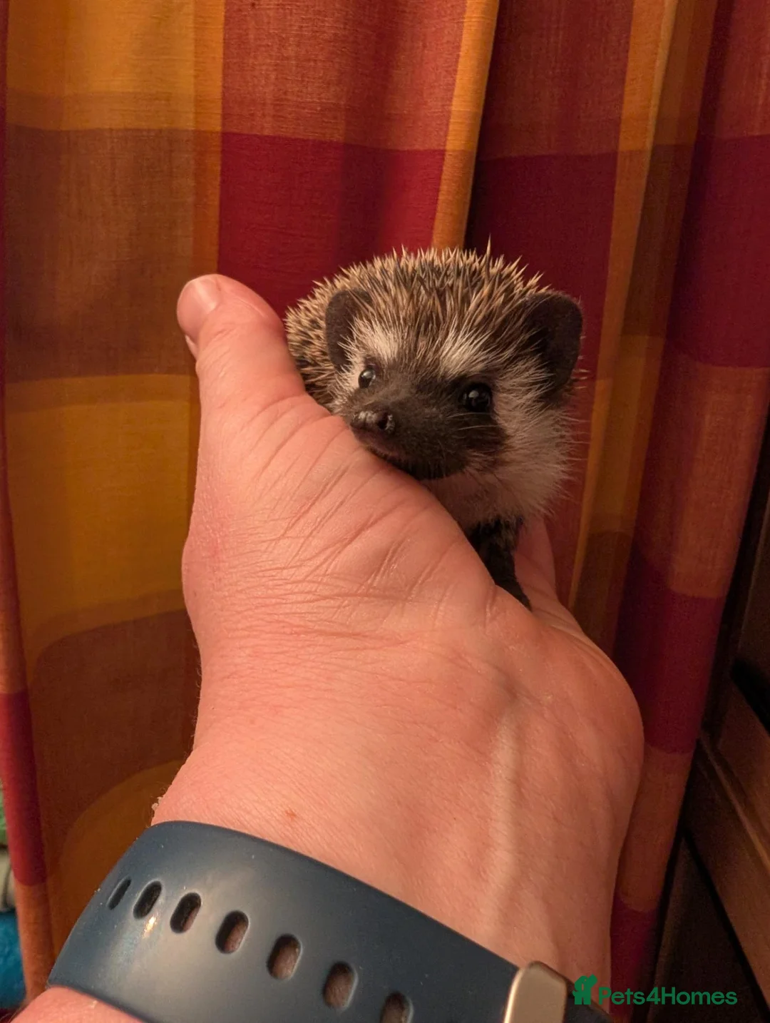Pygmy Hedgehog rodents for sale: Female aph - Advert 4