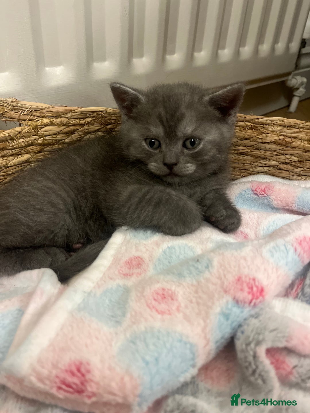 British Shorthair cats for sale: Beautiful BSH kittens, 1 girl, 1 boy available  - Advert 8