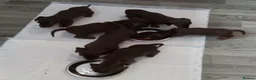 Miniature Dachshund dogs for sale: Miniature Dachshund puppies  in Trimdon Station - Advert 11