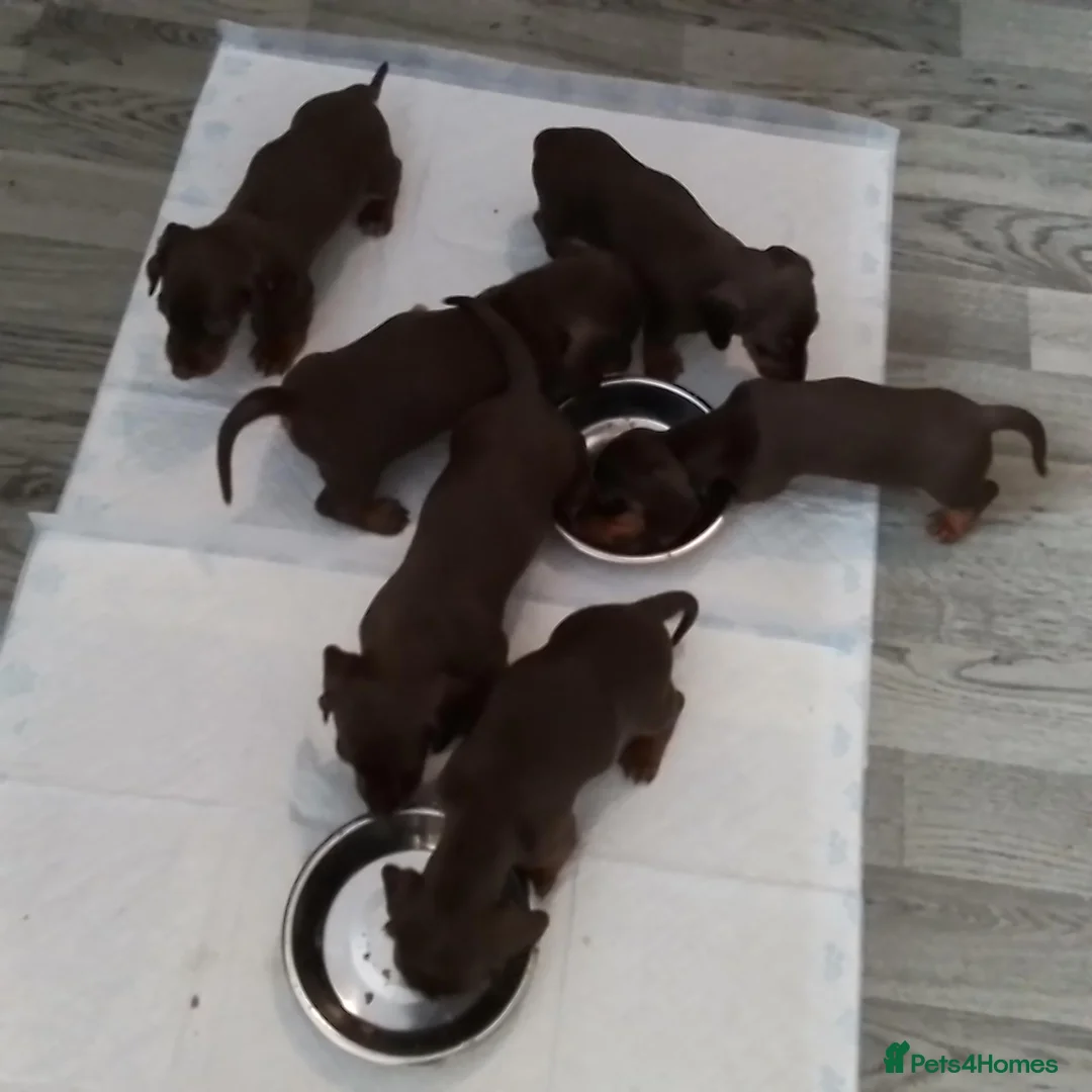Miniature Dachshund dogs for sale: Miniature Dachshund puppies  in Trimdon Station - Advert 11