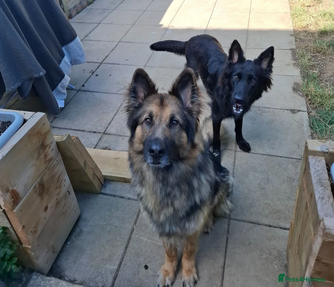 German Shepherd dogs for sale: 11 German shepherd puppies 6 boys 5 girls  in Sudbury - Advert 17