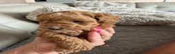 Cavapoo dogs for sale: 2x Cavapoo F1B pups 1 boy 1 girl available  - Advert 22