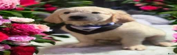 Golden Retriever dogs for sale: ❤️❤️❤️ Beautiful KC Golden Retriever puppies❤️❤️❤️ - Advert 33