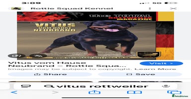 Rottweiler dogs - Advert 8