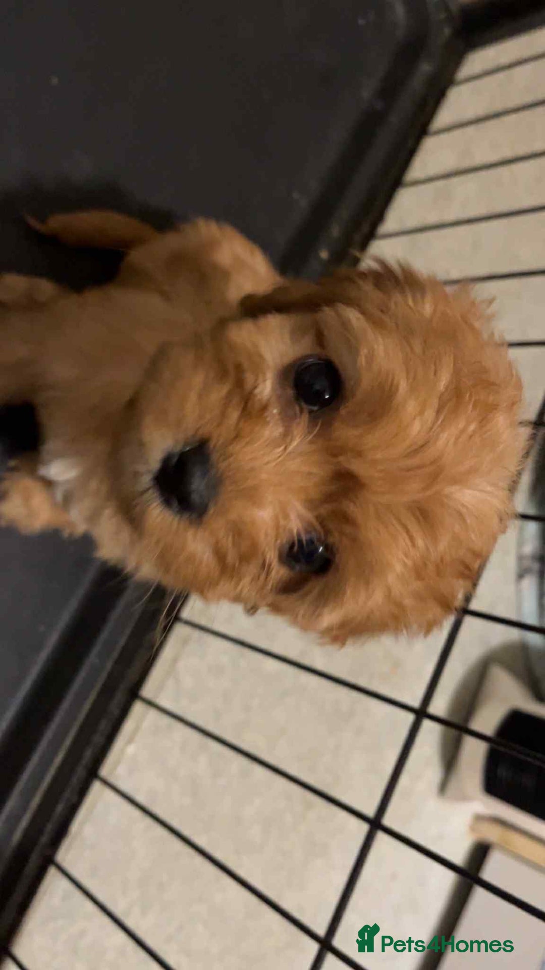 Cavapoo dogs for sale: Adorable red cavapoo pups - Advert 15