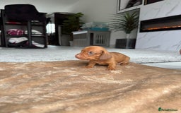 Miniature Dachshund dogs for sale: Miniature daschunds - Image 12
