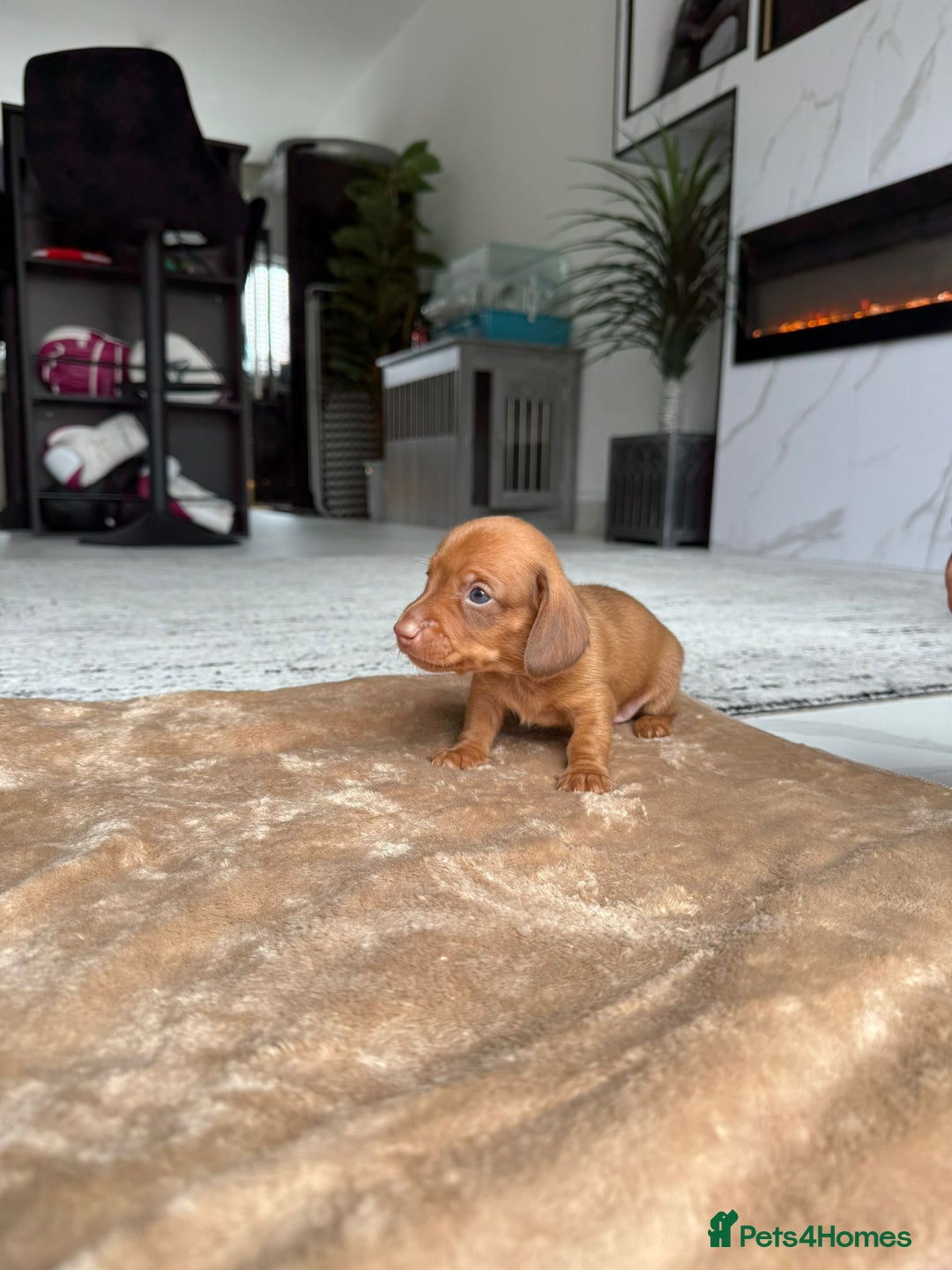 Miniature Dachshund dogs for sale: Miniature daschunds - Image 12