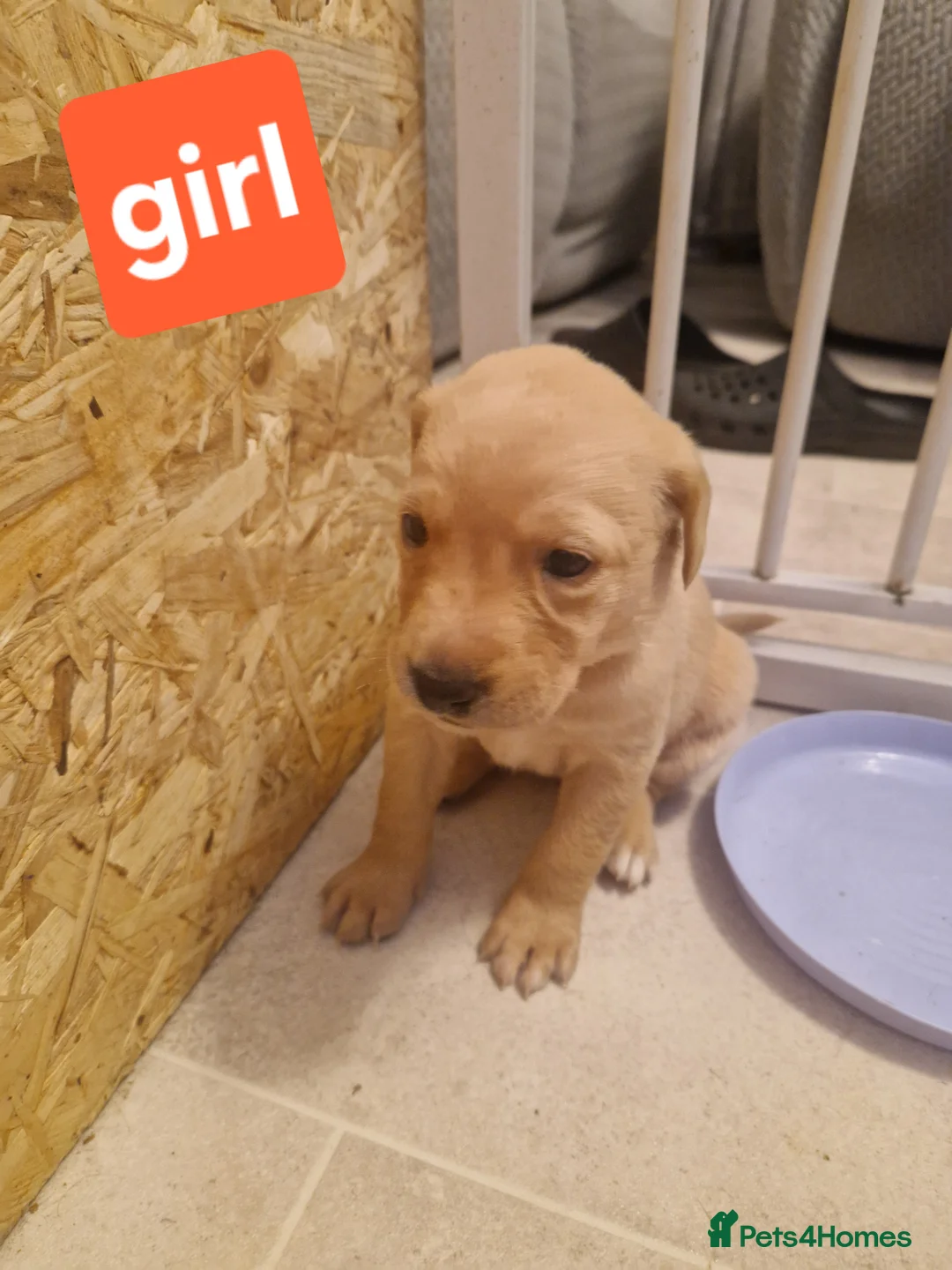 Labrador Retriever dogs for sale: Labrador puppies  - Advert 13