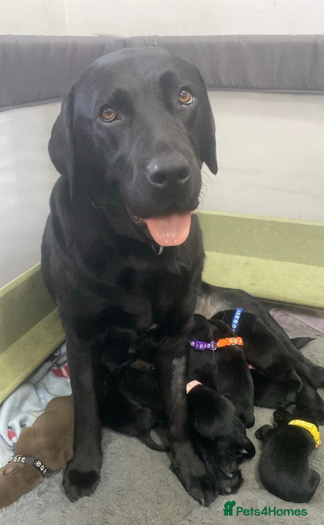 Labrador Retriever dogs for sale: Labrador puppies looking for a loving home ♥️ in Harrogate - Advert 2