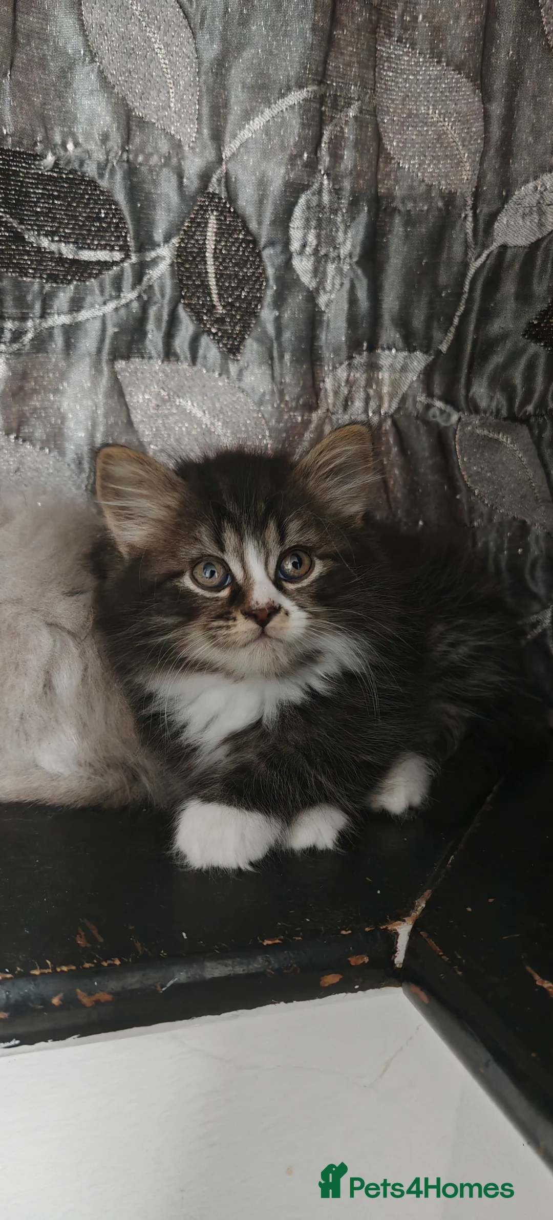 Mixed Breed cats for sale: Adorable Fluffy Persian Cross Kittens–🐱✨  - Advert 2