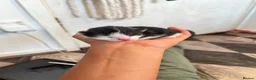 Mixed Breed cats for sale: Kittens For Sale! - Advert 14