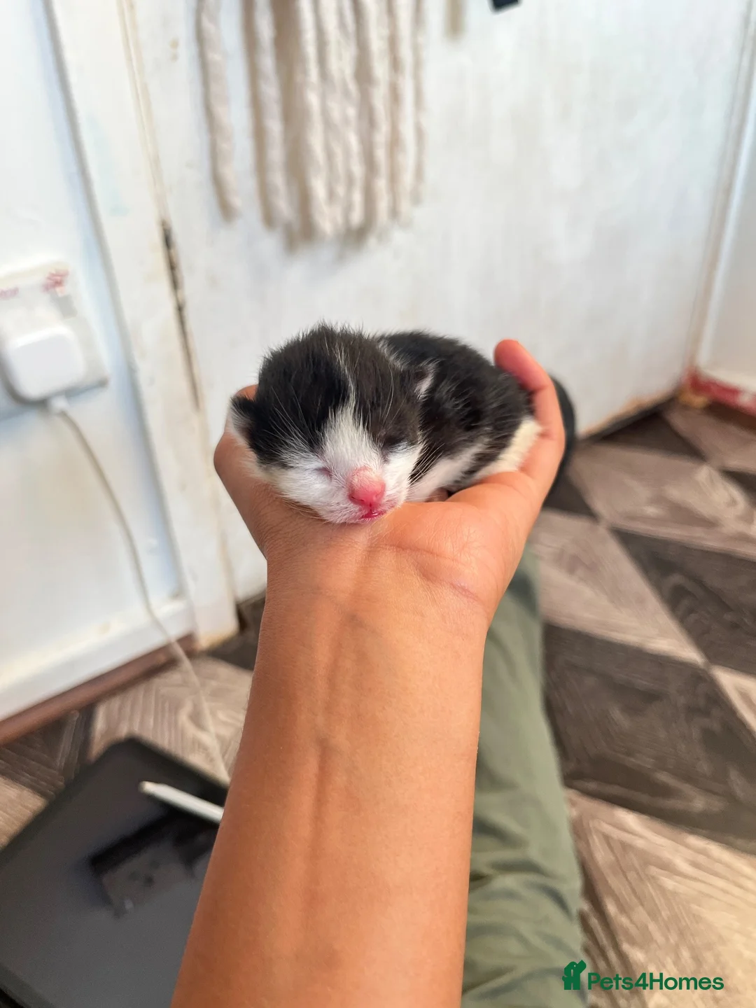 Mixed Breed cats for sale: Kittens For Sale! - Advert 14