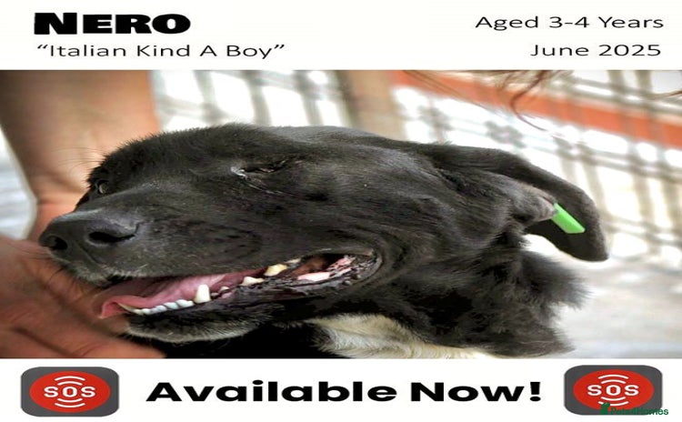 Mixed Breed dogs - Advert 2